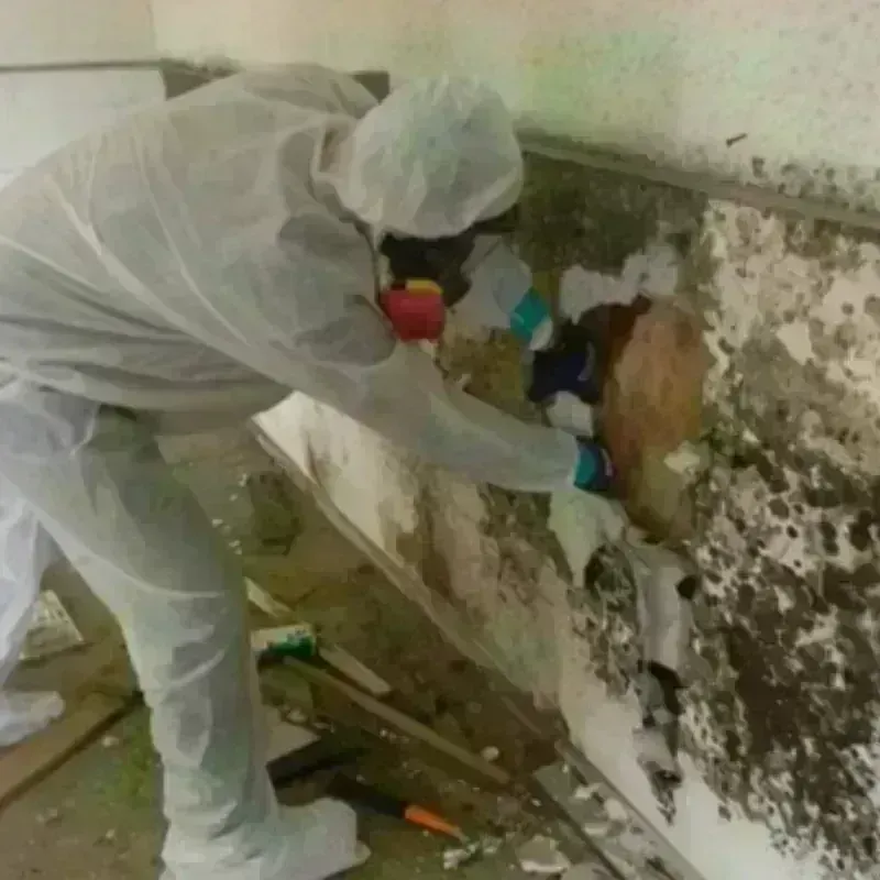 Mold Remediation and Removal in Lincoln, MO